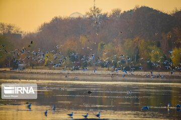 Guests of Zayanderud River in central Iran