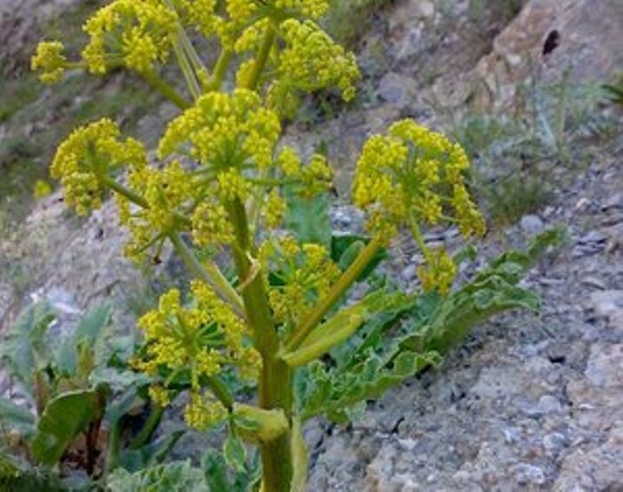 حدود 19 تن شیرابه گیاه دارویی آنغوزه در کهگیلویه و بویراحمد برداشت شد