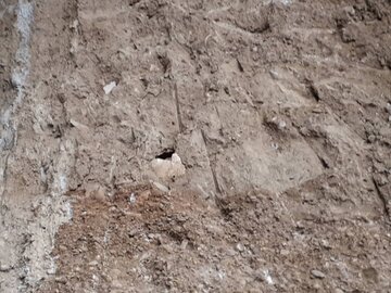سفال تاریخی و استخوان انسان در حفاری شهر دامغان کشف شد