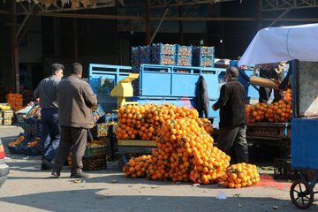 آمادگی میدان میوه و تره بار ورامین برای شب یلدا