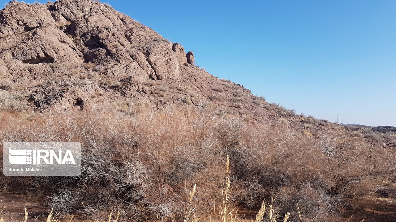 جنگل‌کاری در محاصره بیابان‌زایی