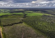 سرعت رشد مجدد جنگل‌های آمازون بسیار کمتر از میزان پیش‌بینی شده است