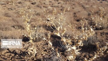 Beautiful nature of deserts in north Iran