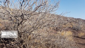 Beautiful nature of deserts in north Iran