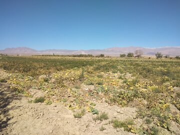 مزارع کدو در دامغان