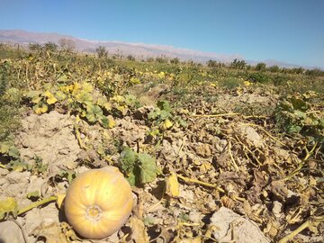 مزارع کدو در دامغان