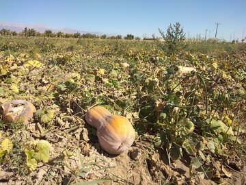 مزارع کدو در دامغان