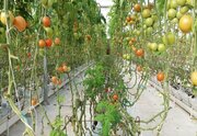 گلخانه کوثر کشاورزی استان کرمانشاه را متحول می‌کند

