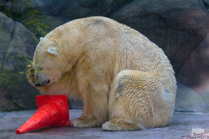 گرمای بی‌سابقه هوا در روسیه خواب را از سر خرس ها هم ربوده است