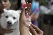 ۷۵۰ قلاده سگ در مهاباد علیه بیماری هاری واکسینه شدند
