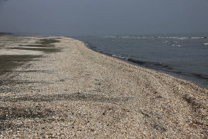 جلوگیری از پیشروی دریا با حفظ صدف‌های ساحل آستارا