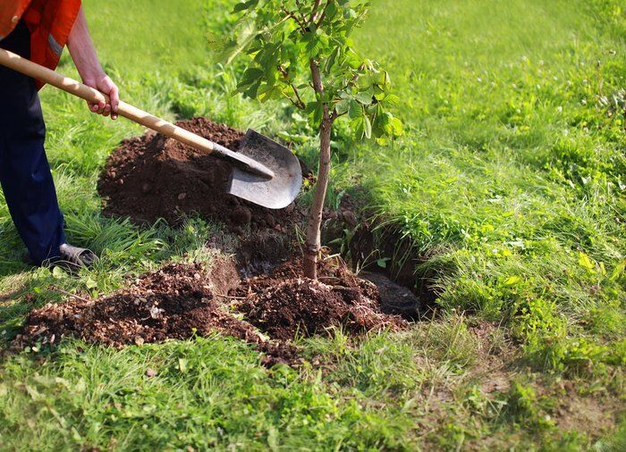 329 هزار اصله نهال در عرصه‌های طبیعی خراسان شمالی کاشته شد