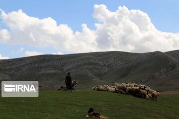 صدور مجوز چرای ۱۳۲ هزار راس دام در مراتع شیروان