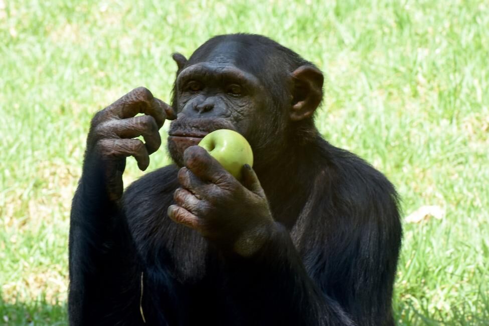آزمایش رفتاری روی شامپانزه‌ها؛ به شانس تکیه می‌کنند