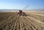 کشت بهاره در مزارع کردستان آغاز شد