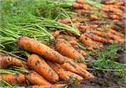 تولید ۲۶۰ هزار تن هویج در تابستان امسال