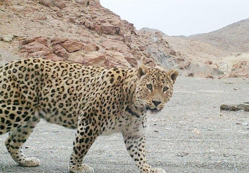پلنگ 2 نفر را در بجنورد زخمی کرد