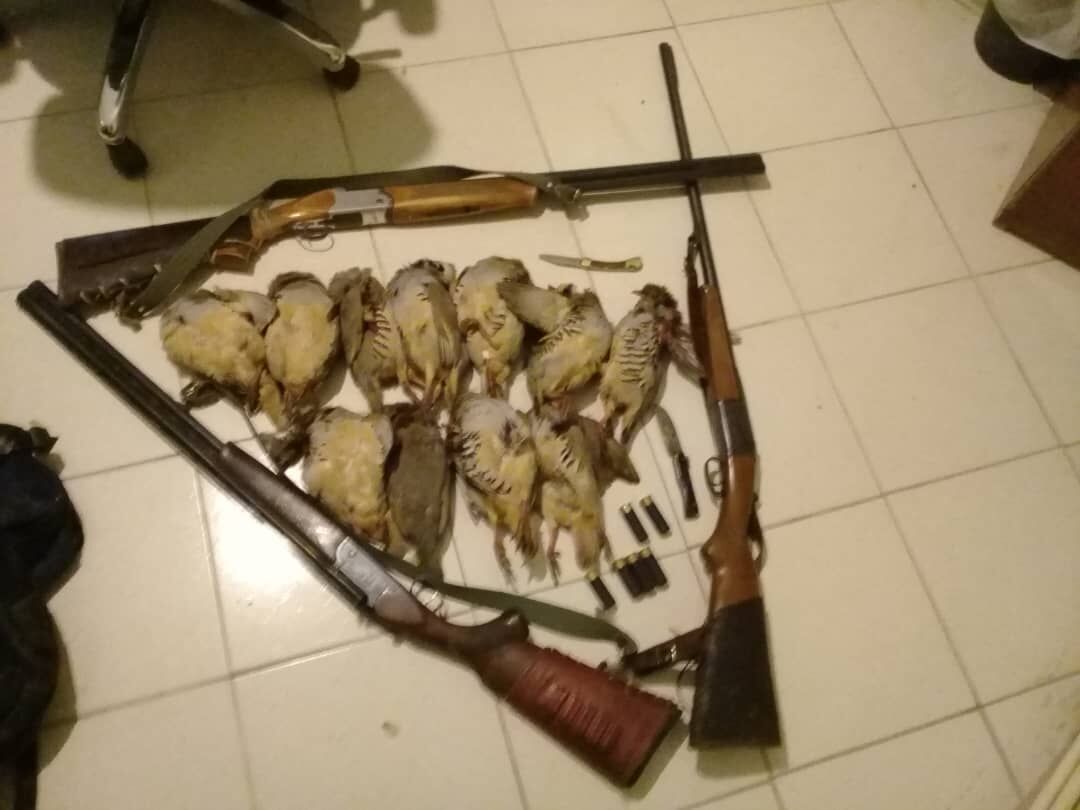 پنج شکارچی متخلف در تایباد دستگیر شدند