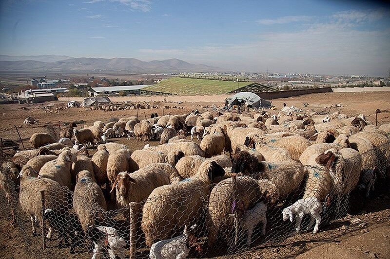 سرقت احشام در خراسان جنوبی کاهش یافت