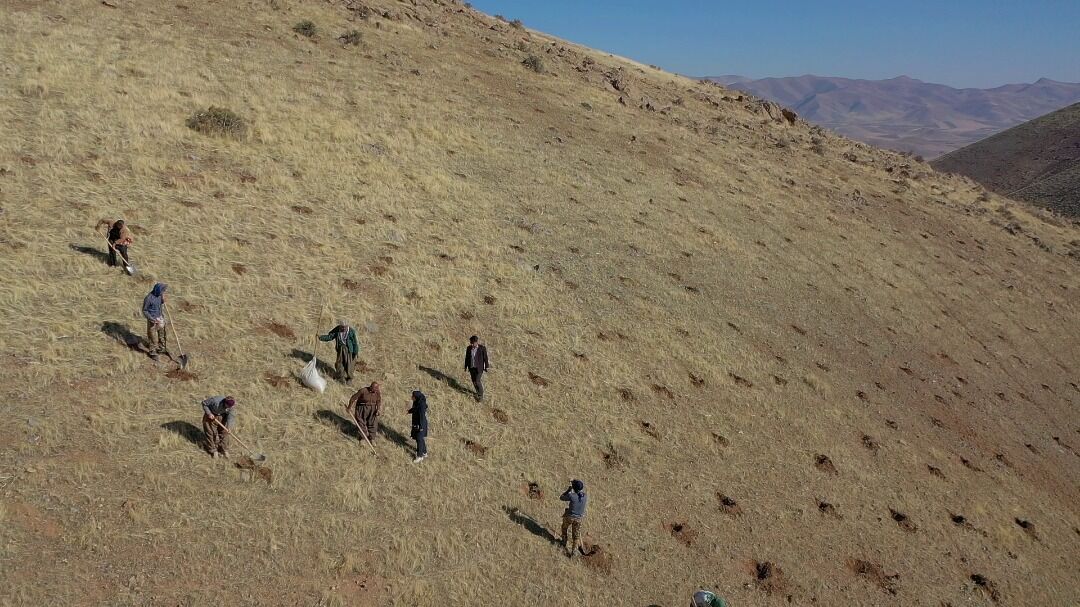 ۲۰۳ هکتار از مراتع کردستان غنی سازی شد