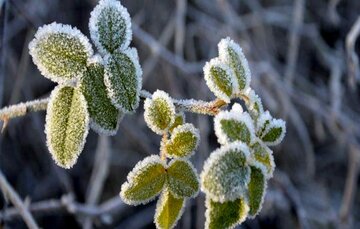  سرمازدگی؛ هشدار جدی برای کشاورزان جنوب کرمان 