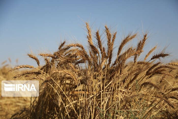کشت گندم در مزارع کشاورزی قزوین ۶ درصد افزایش یافت