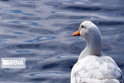 Zaribar Wetland, safe haven for birds in winter