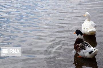 Zaribar Wetland, safe place for birds in winter