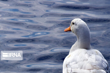 Zaribar Wetland, safe place for birds in winter