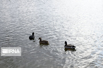 Zaribar Wetland, safe place for birds in winter