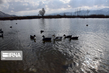 Zaribar Wetland, safe place for birds in winter