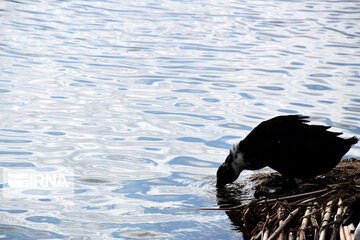 Zaribar Wetland, safe place for birds in winter