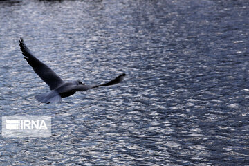 Zaribar Wetland, safe place for birds in winter