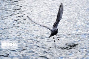 Zaribar Wetland, safe place for birds in winter