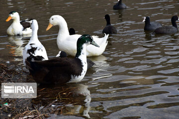 Zaribar Wetland, safe place for birds in winter