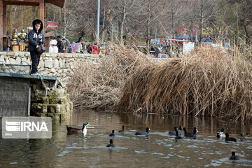 Zaribar Wetland, safe place for birds in winter