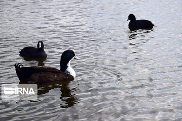 Zaribar Wetland, safe place for birds in winter