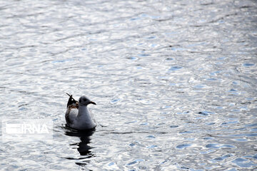 Zaribar Wetland, safe place for birds in winter