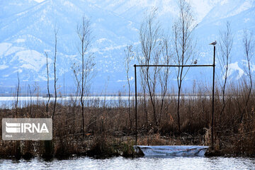 Zaribar Wetland, safe place for birds in winter