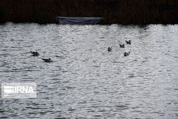 Zaribar Wetland, safe place for birds in winter