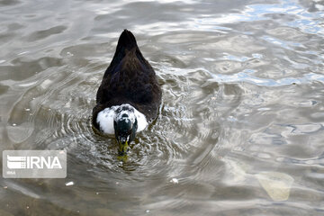 Zaribar Wetland, safe place for birds in winter