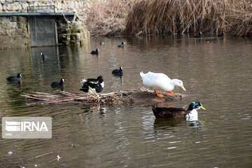 Zaribar Wetland, safe place for birds in winter