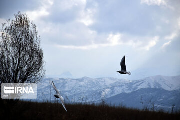 Zaribar Wetland, safe place for birds in winter