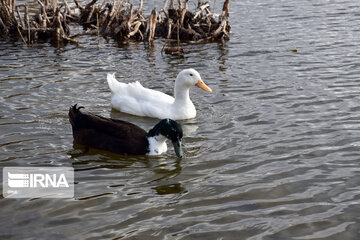 Zaribar Wetland, safe place for birds in winter