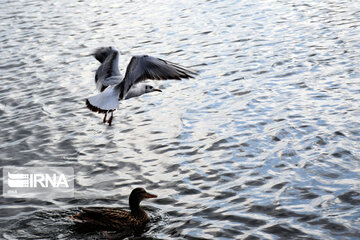 Zaribar Wetland, safe place for birds in winter