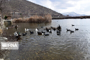 Zaribar Wetland, safe place for birds in winter