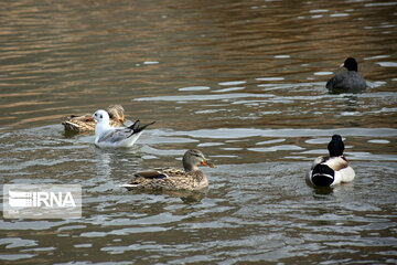 Zaribar Wetland, safe place for birds in winter