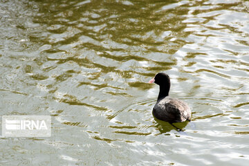 Zaribar Wetland, safe place for birds in winter