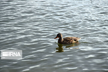 Zaribar Wetland, safe place for birds in winter