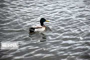 Zaribar Wetland, safe place for birds in winter